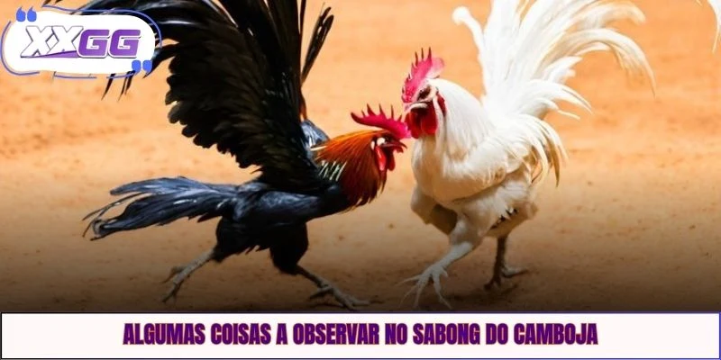 Algumas coisas a observar no sabong do Camboja