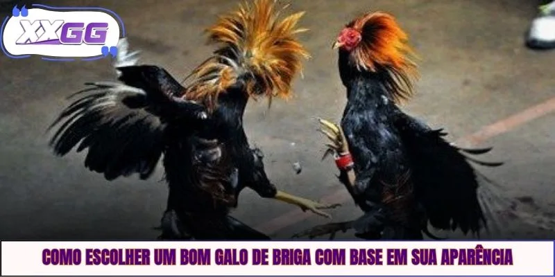 Como escolher um bom galo de briga com base em sua aparência