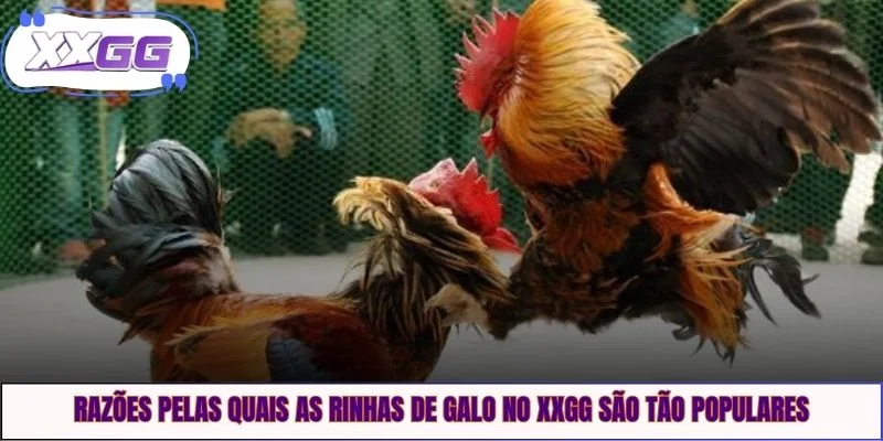 Razões pelas quais as rinhas de galo no XXGG são tão populares